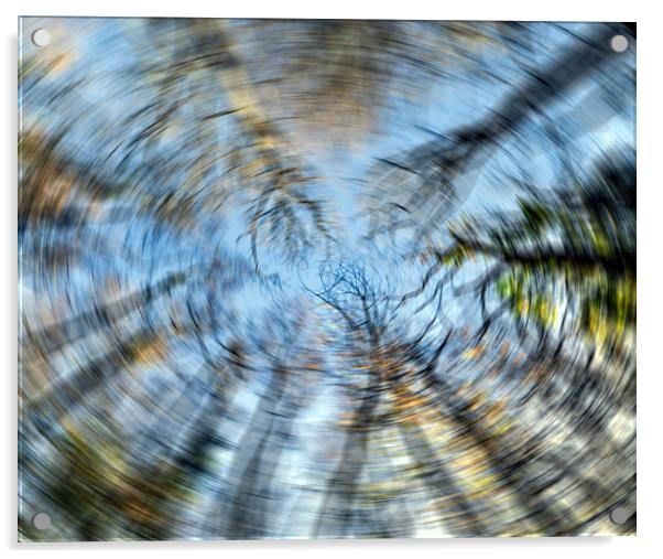 Tree swirl  Acrylic by Shaun Jacobs