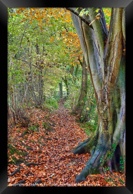 Autumnal walk Framed Print by Rob Mcewen