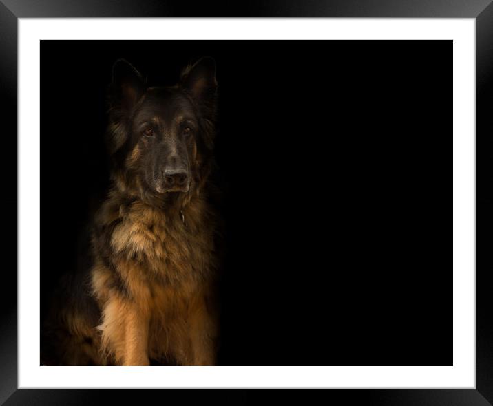 German Shepherd dog Framed Mounted Print by John Allsop