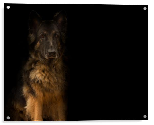 German Shepherd dog Acrylic by John Allsop
