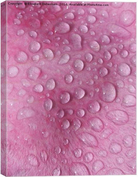 Raindrops on a Pink Rose Petal Canvas Print by Elizabeth Debenham