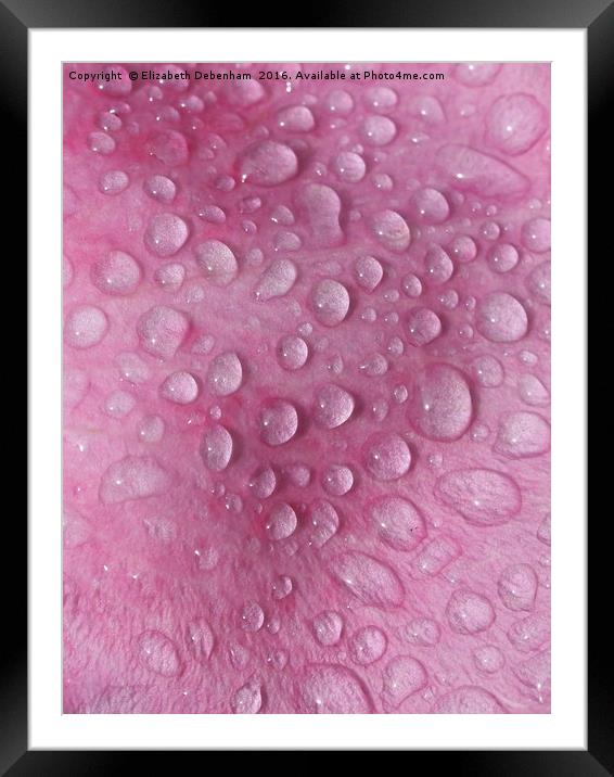 Raindrops on a Pink Rose Petal Framed Mounted Print by Elizabeth Debenham