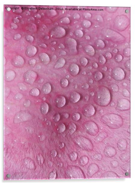 Raindrops on a Pink Rose Petal Acrylic by Elizabeth Debenham