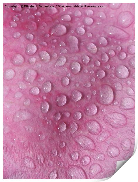 Raindrops on a Pink Rose Petal Print by Elizabeth Debenham
