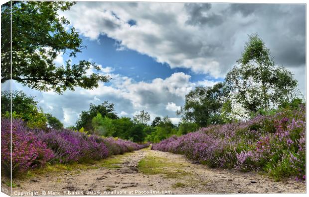 Top Path on Broxhead common  ,Hampshire Canvas Print by Mark  F Banks