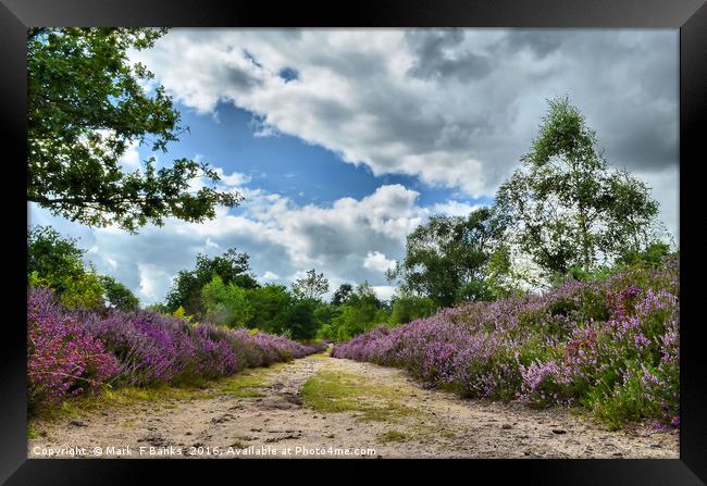 Top Path on Broxhead common  ,Hampshire Framed Print by Mark  F Banks