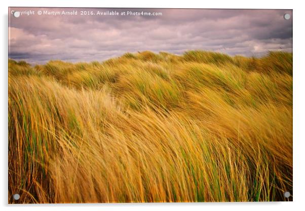 Windswept Grass on the Sand Dunes Acrylic by Martyn Arnold