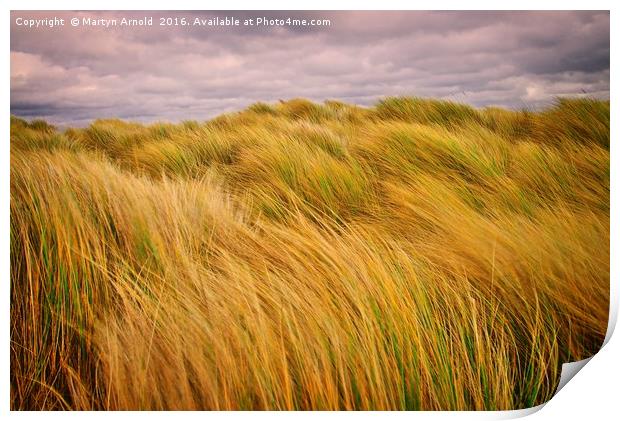 Windswept Grass on the Sand Dunes Print by Martyn Arnold