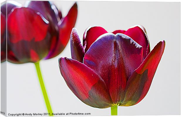 Tulips Canvas Print by Andy Morley