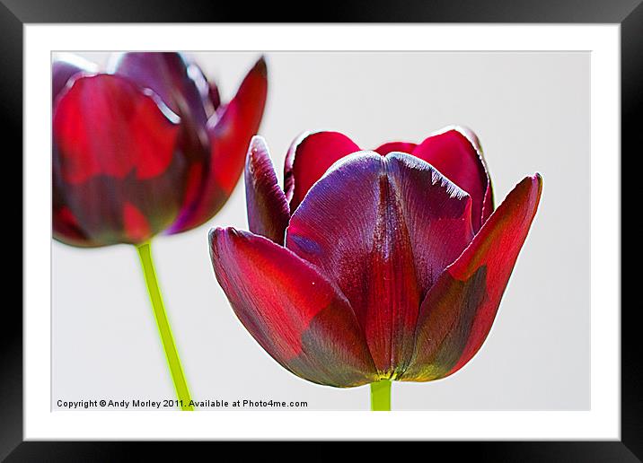 Tulips Framed Mounted Print by Andy Morley