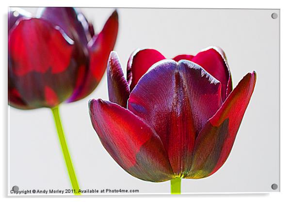 Tulips Acrylic by Andy Morley