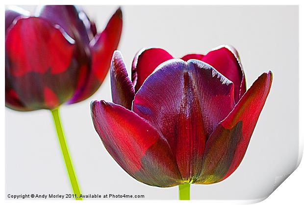 Tulips Print by Andy Morley