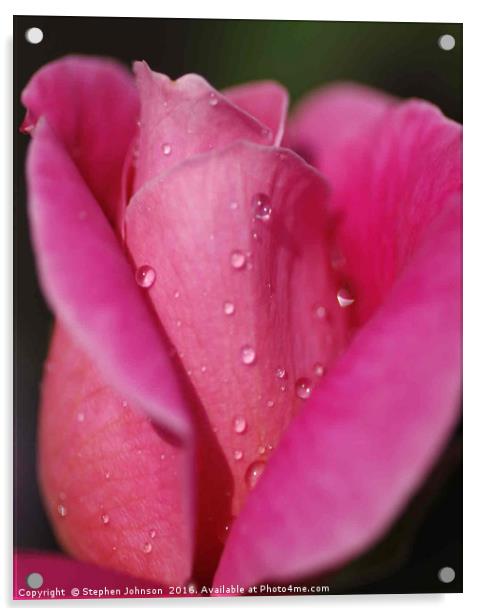 Pink Rose Acrylic by Stephen Johnson