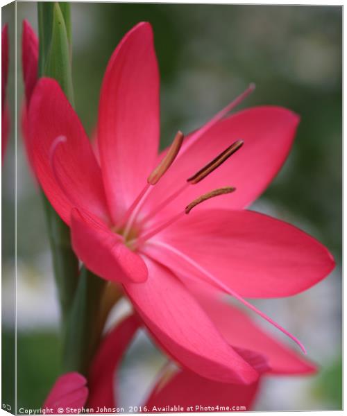 Lily  Canvas Print by Stephen Johnson