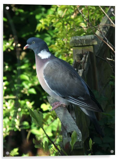Common Wood Pigeon Acrylic by Chris Day