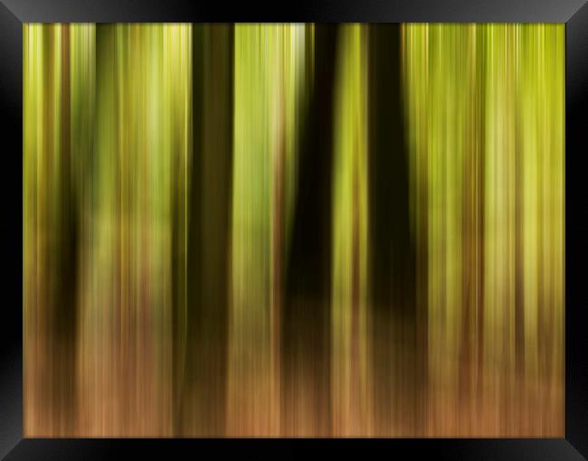 Woodland motion blur  Framed Print by Shaun Jacobs