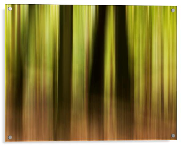 Woodland motion blur  Acrylic by Shaun Jacobs