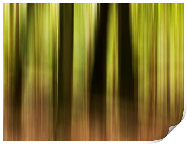 Woodland motion blur  Print by Shaun Jacobs