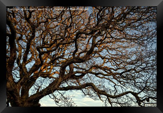 Twisted Winter Tree. Framed Print by Annabelle Ward