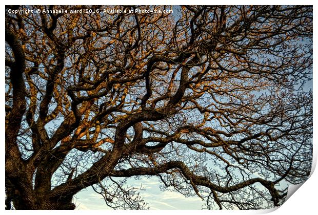 Twisted Winter Tree. Print by Annabelle Ward