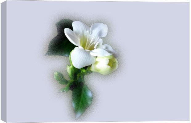 white freesia flower Canvas Print by Marinela Feier