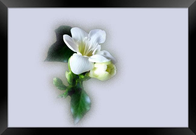 white freesia flower Framed Print by Marinela Feier