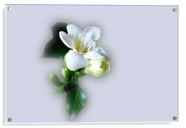 white freesia flower Acrylic by Marinela Feier