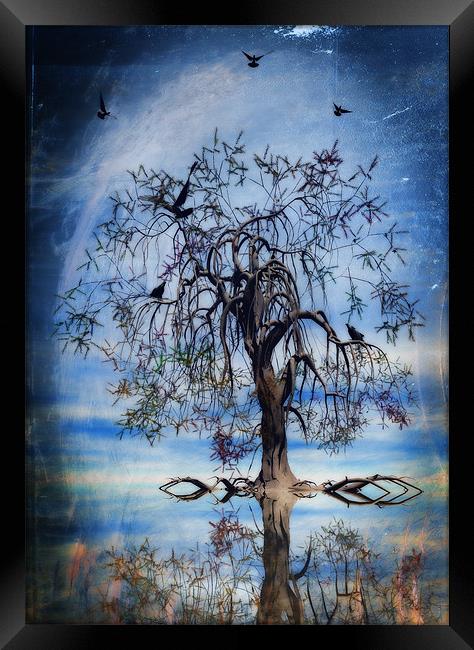 The wishing tree Framed Print by John Edwards