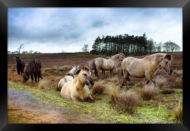 Dartmoor Ponies Framed Print by Alan Simpson