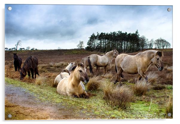 Dartmoor Ponies Acrylic by Alan Simpson