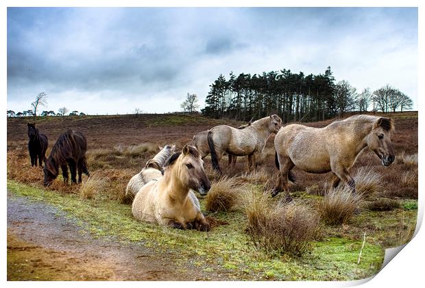 Dartmoor Ponies Print by Alan Simpson