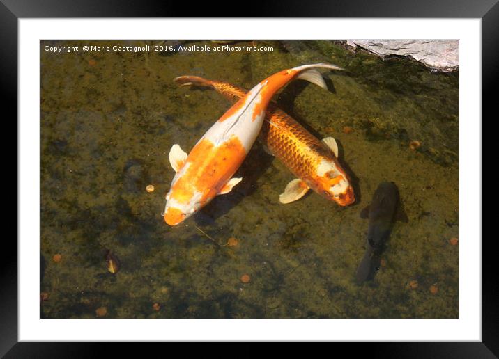 Fishy tails  Framed Mounted Print by Marie Castagnoli