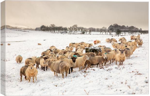 Cold Snowy Sheep Canvas Print by Dan Santillo