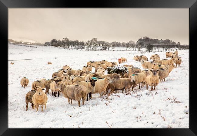 Cold Snowy Sheep Framed Print by Dan Santillo