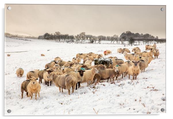 Cold Snowy Sheep Acrylic by Dan Santillo