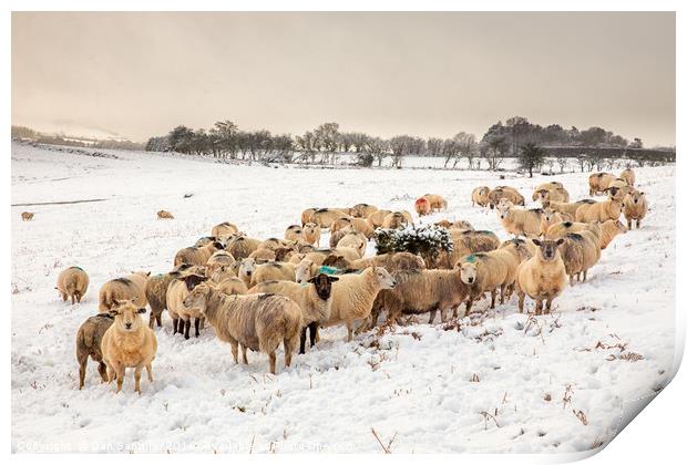 Cold Snowy Sheep Print by Dan Santillo