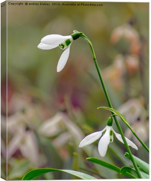 Snowdrops Canvas Print by andrew blakey