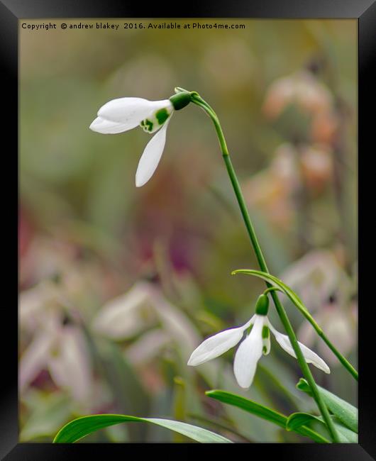 Snowdrops Framed Print by andrew blakey