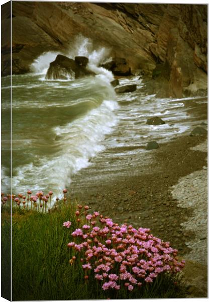 Sea Pinks (Thrift) at Heddons Mouth Canvas Print by graham young