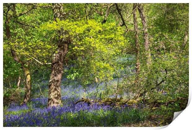 Spring at Etherow country park Print by Andrew Kearton