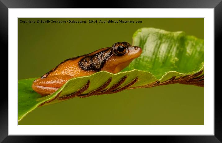 Golden Sedge Reed Frog Framed Mounted Print by Sandi-Cockayne ADPS