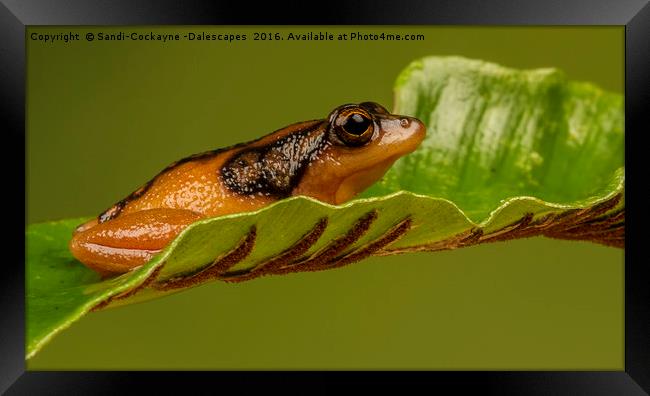 Golden Sedge Reed Frog Framed Print by Sandi-Cockayne ADPS