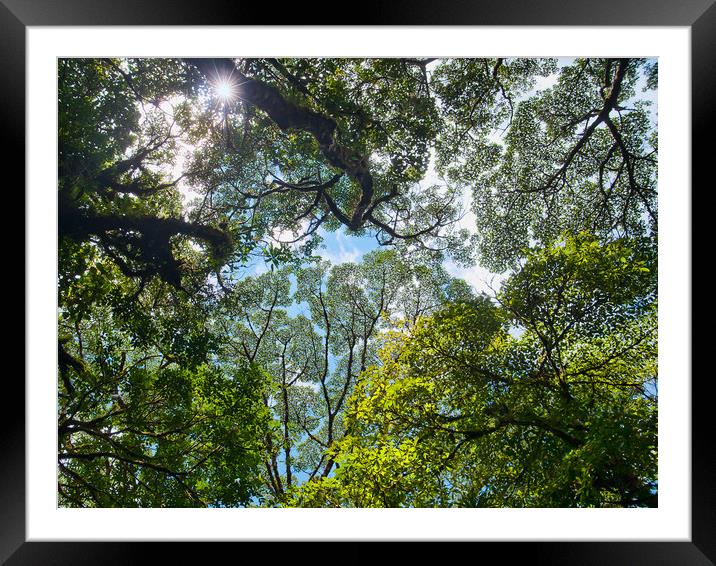Rainforest Canopy Framed Mounted Print by Peter Walmsley