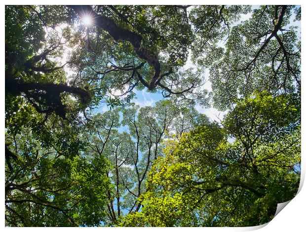 Rainforest Canopy Print by Peter Walmsley