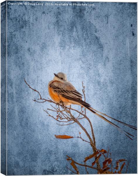 Scissor-Tailed Flycatcher Canvas Print by Doug Long
