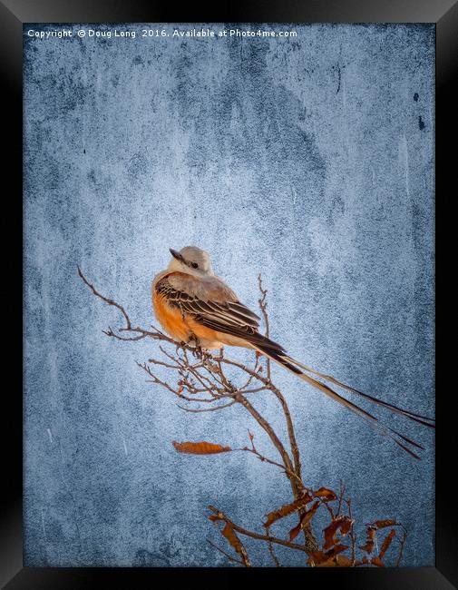 Scissor-Tailed Flycatcher Framed Print by Doug Long