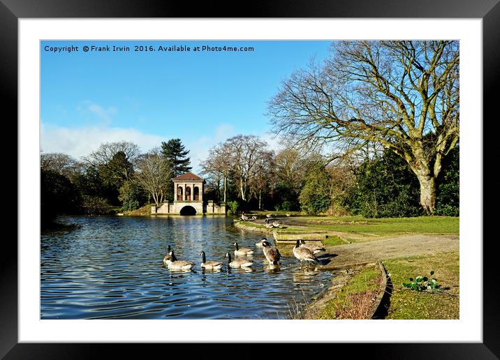 Geese going for a swim in the lake. Framed Mounted Print by Frank Irwin