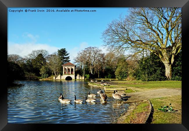 Geese going for a swim in the lake. Framed Print by Frank Irwin