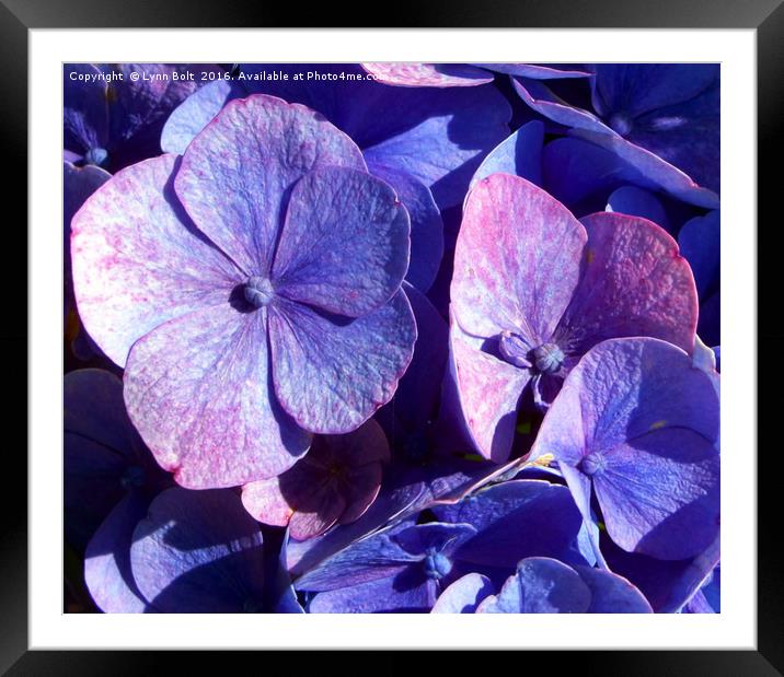 Purple Hydrangea Framed Mounted Print by Lynn Bolt
