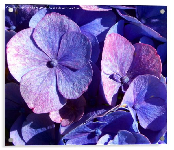 Purple Hydrangea Acrylic by Lynn Bolt
